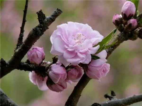 Peach blossoms pictures