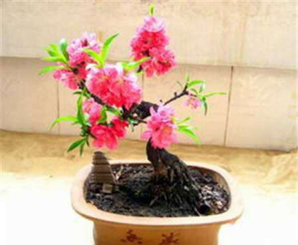 Peach blossoms pictures