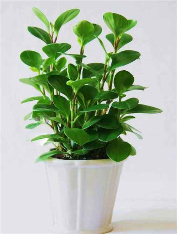 Pictures of Ficus pandurata cultivation