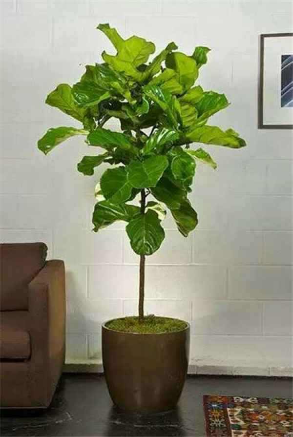 Picture of Planting Ficus pandurata