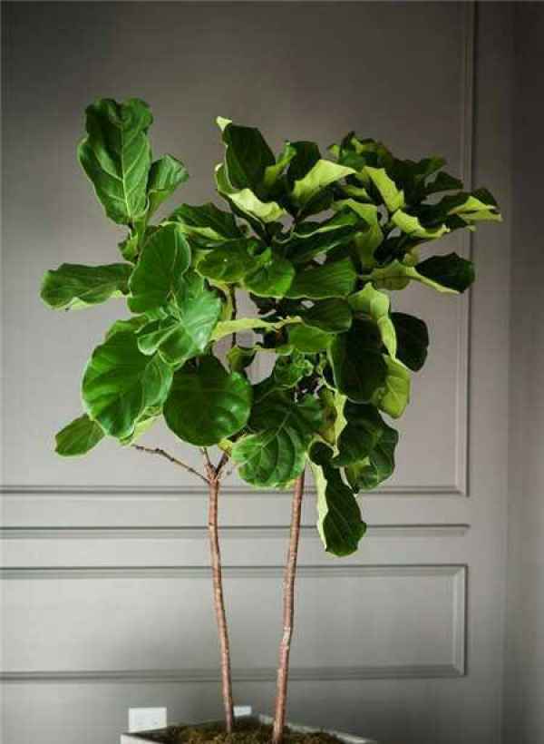 Ficus pandurata cultivation pictures
