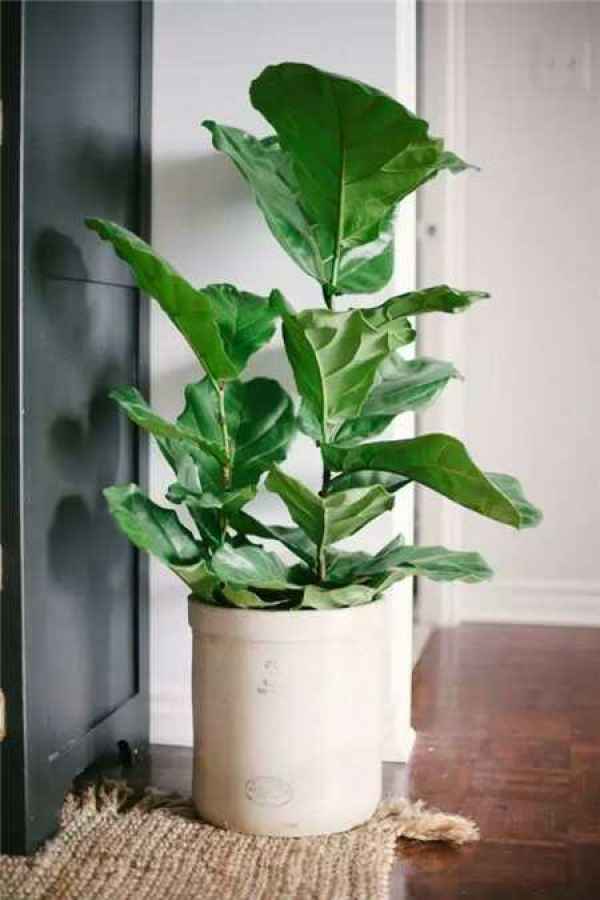 Ficus pandurata cultivation pictures