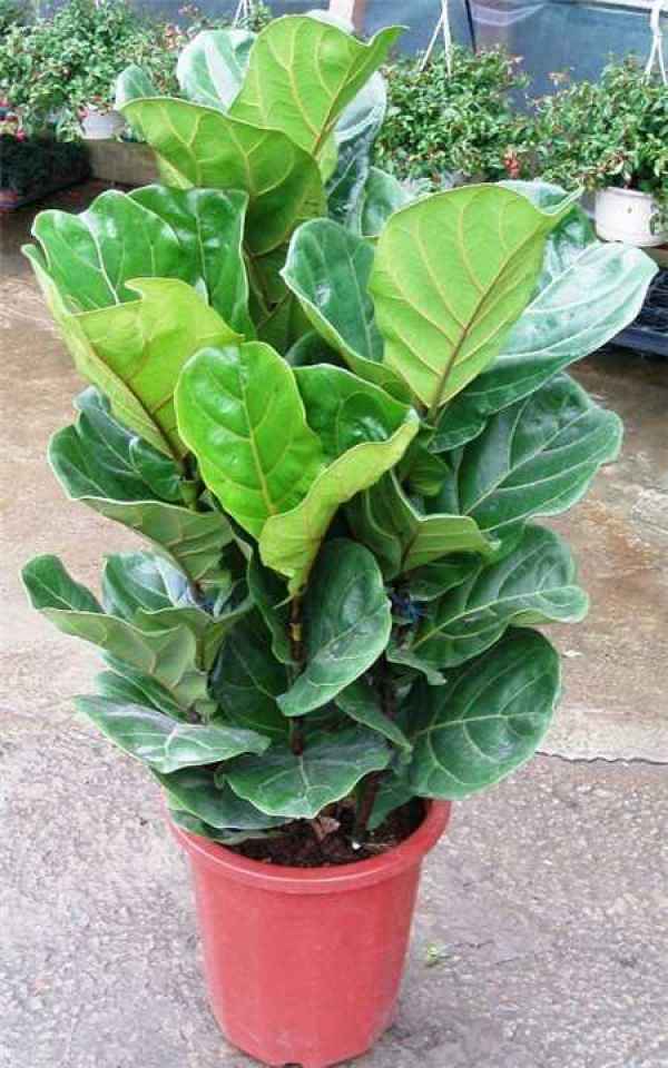 Ficus pandurata cultivation pictures