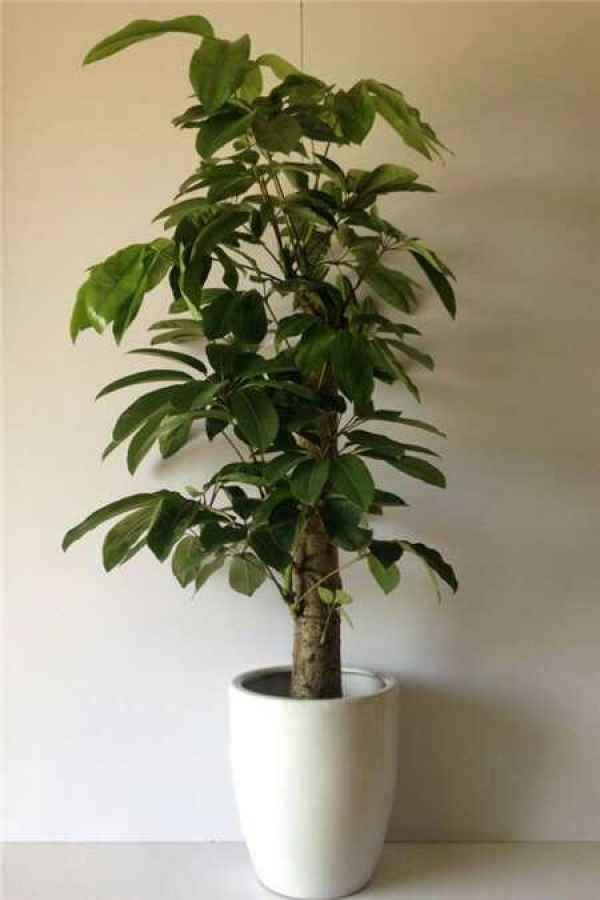 Ficus sylvestris culture