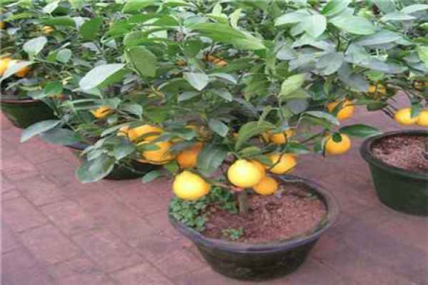 Illustration of Lemon Cuttings