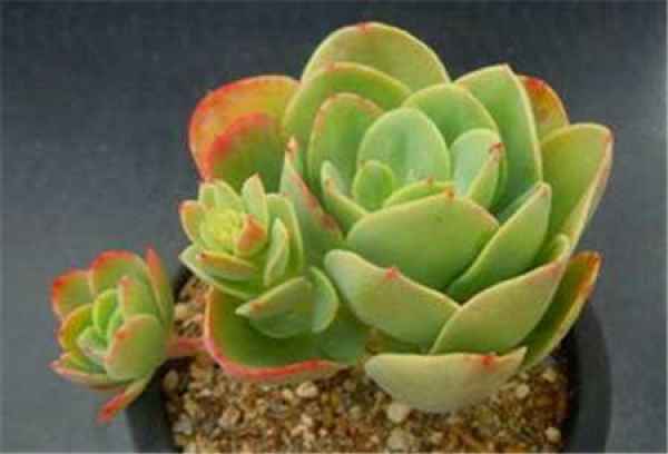 Fleshy Peach