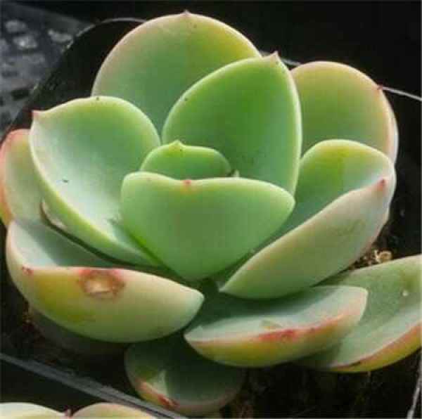 Photo of succulent peach