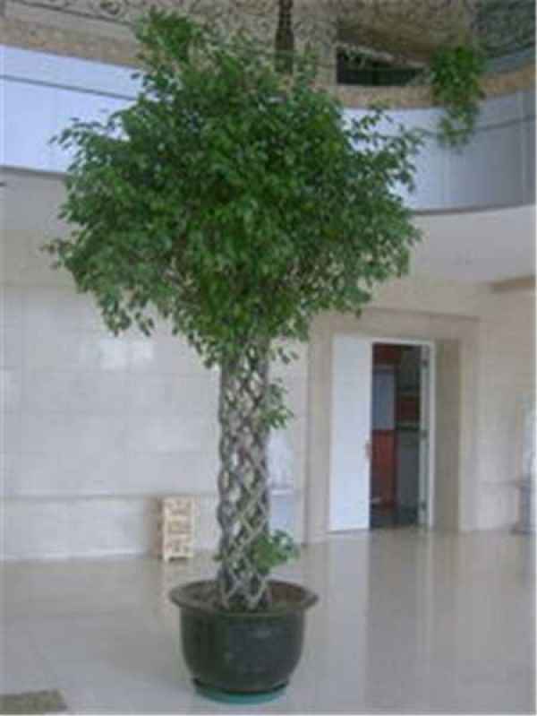 Ficus benjamina pictures