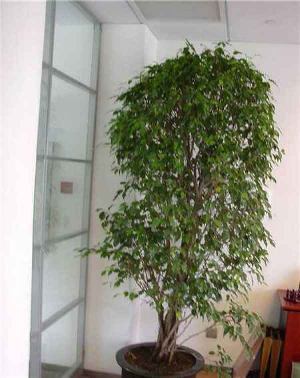 Ficus benjamina pictures