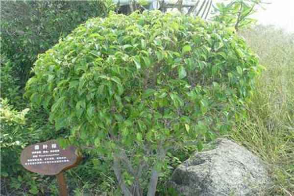Picture Ficus benjamina