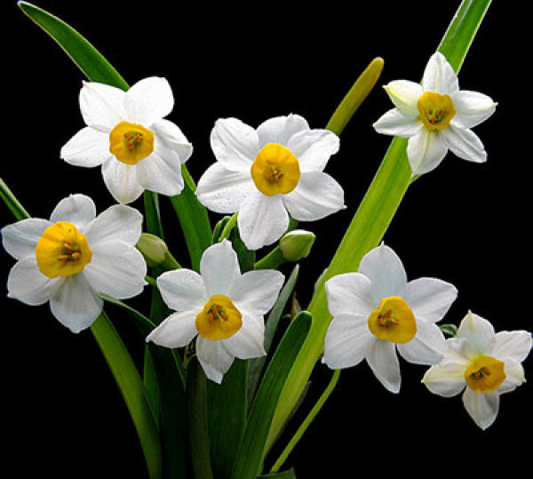 Narcissus