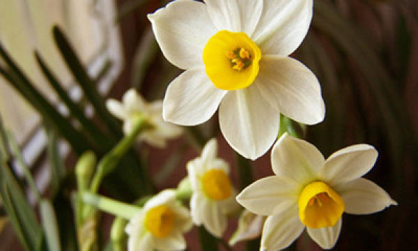 Narcissus