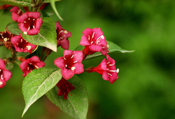 Sea Fairy Flower