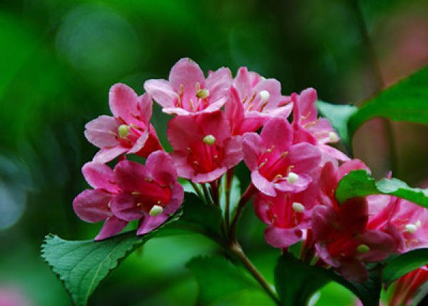 Weigela Florida