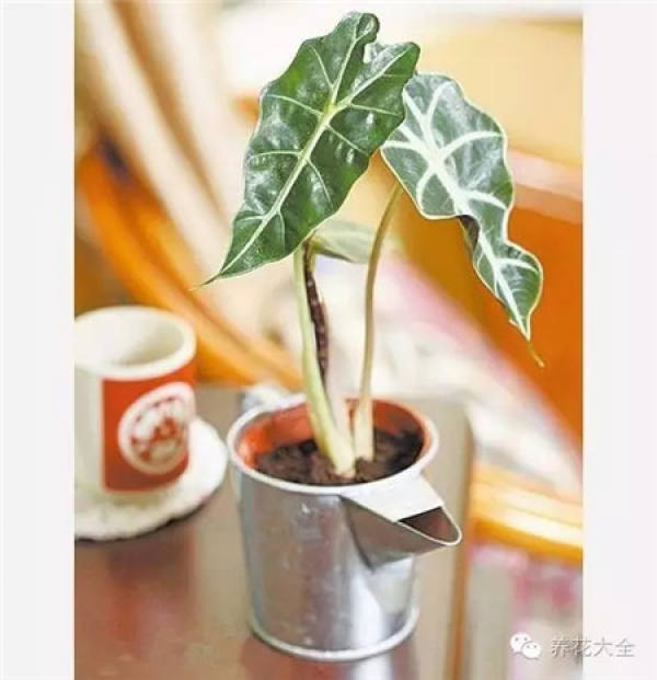 Selective Plant