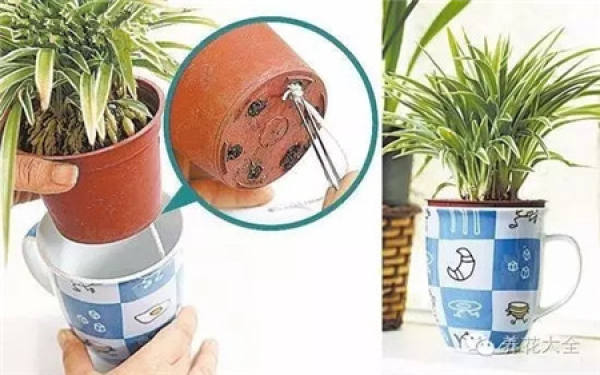 Selective Plant
