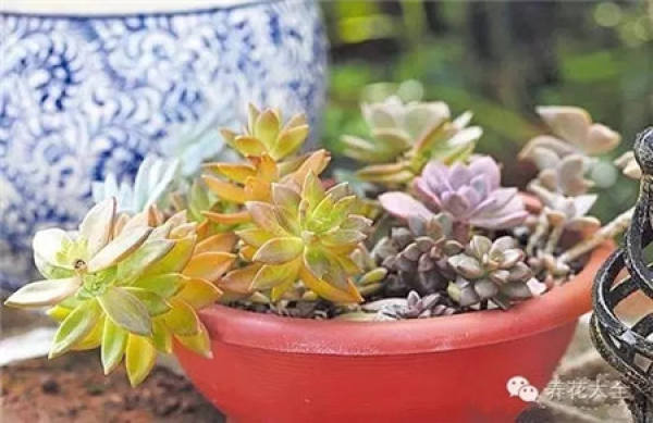 Selective Plant