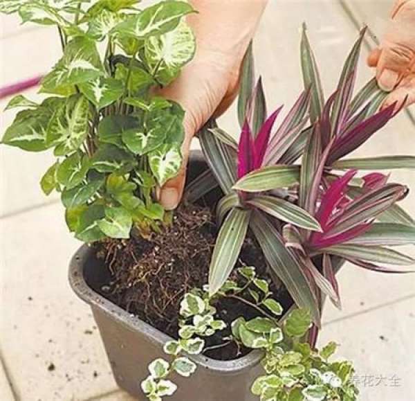 Selective Plant