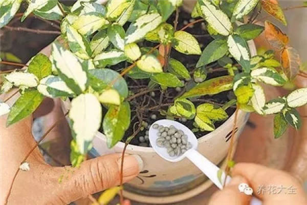 Use of slow release fertilizer