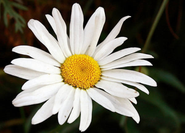 Hangzhou White Chrysanthemum