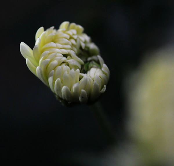 Hangzhou white chrysanthemum pictures