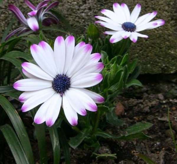 blue eye chrysanthemum