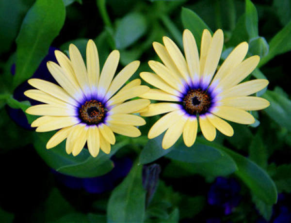 Blue Eye Chrysanthemum