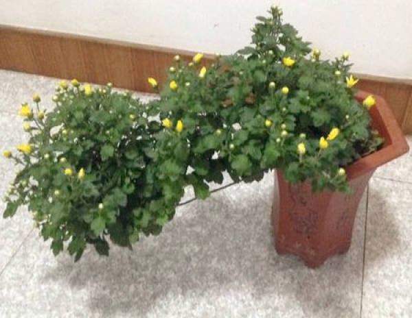 cliff chrysanthemum bonsai