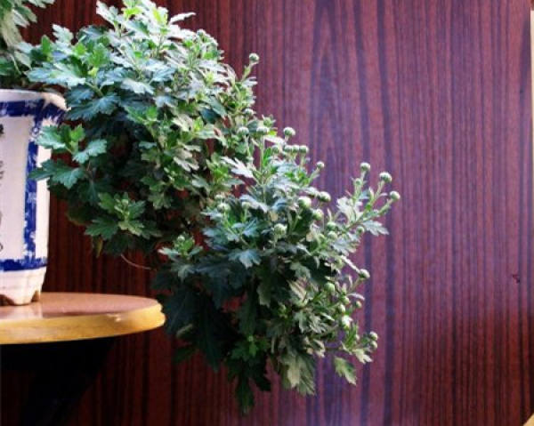 Cliff chrysanthemum bonsai pictures