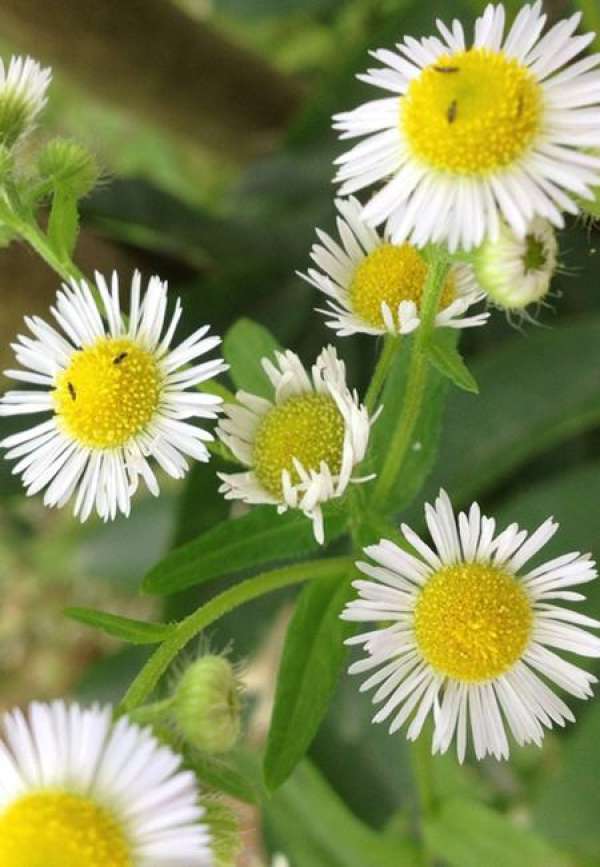 Chamomile