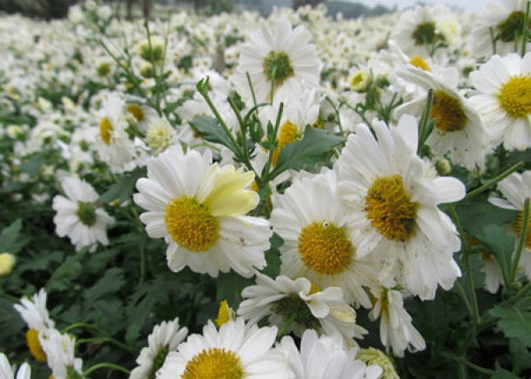 chrysanthemum