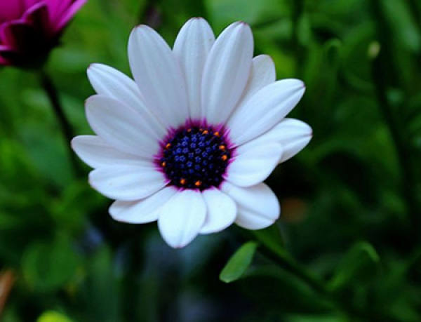 Chrysanthemum morifolium Chrysanthemum morifolium