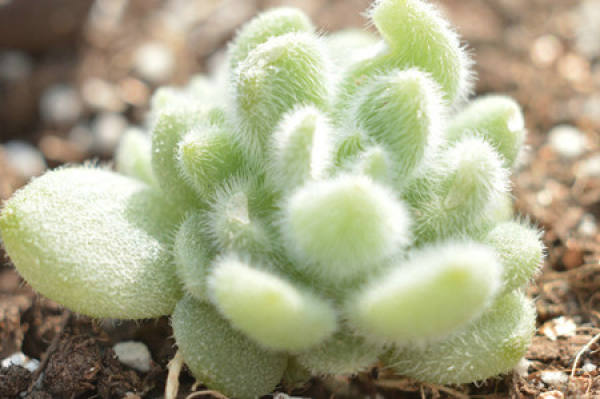 The Propagation Mode of Succulent Plant Xintongni