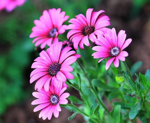 preparation before sowing preparation before sowing