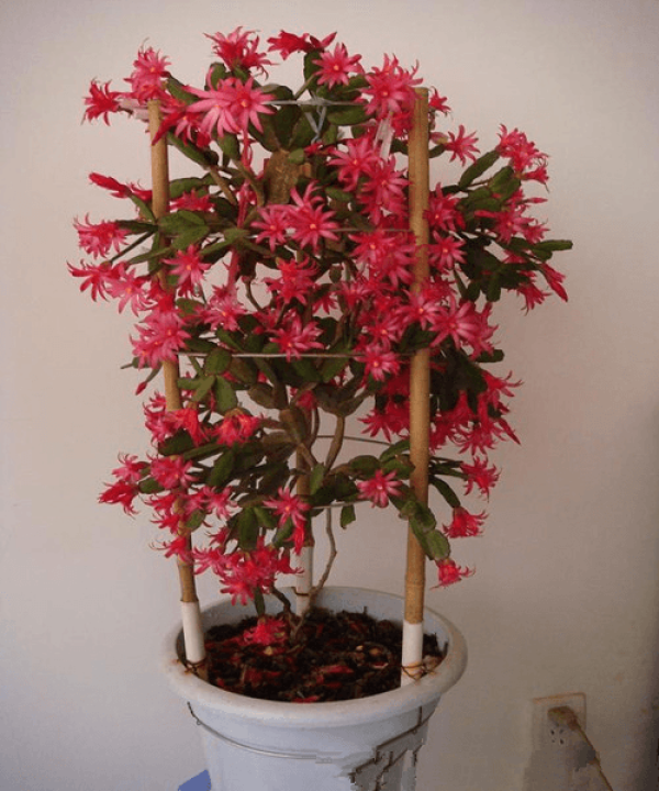 Zygocactus plant
