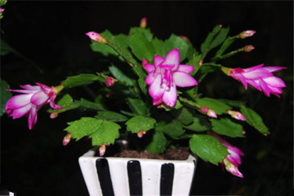 Zygocactus plant