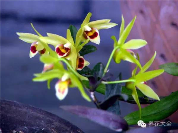 Dendrobium candidum