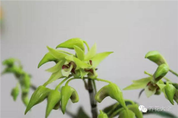 Dendrobium candidum
