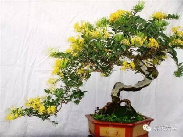 Dendrobium candidum
