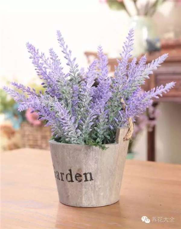 Lavender purifies air