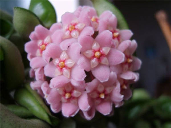 Curing Method of Hoya in Spring