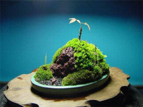 Moss to prevent soil erosion