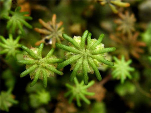 The economic function of bryophytes