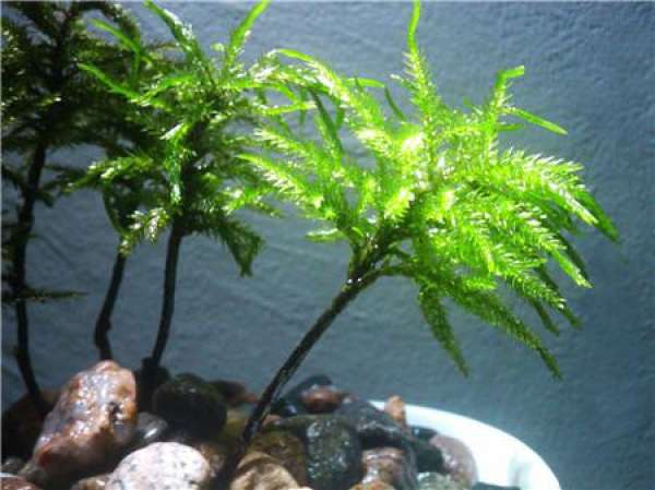 Rhoeomitrium