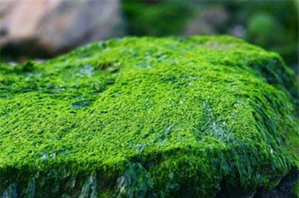 The growth habit of moss