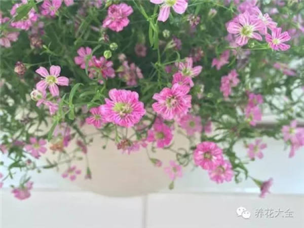 Gypsophila paniculata Gypsophila paniculata
