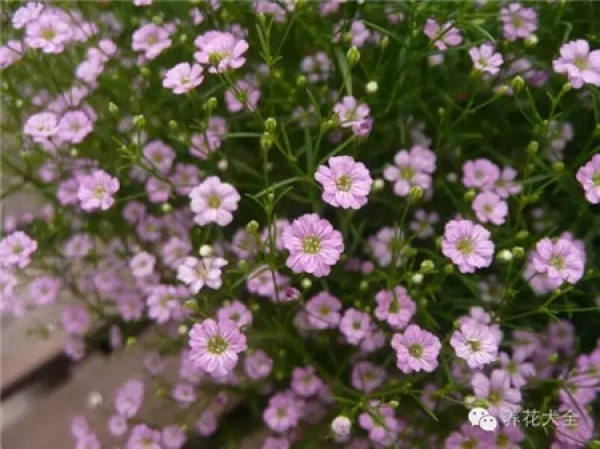Gypsophila paniculata Gypsophila paniculata