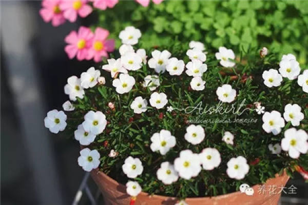 Gypsophila paniculata Gypsophila paniculata
