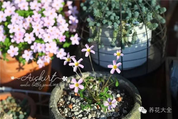 Gypsophila paniculata