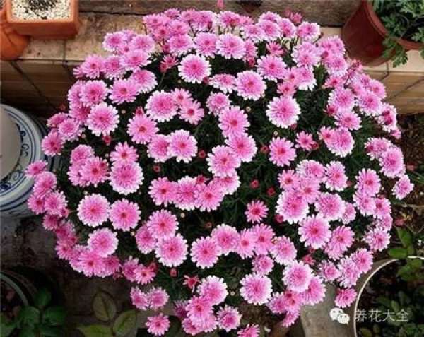 Gypsophila paniculata